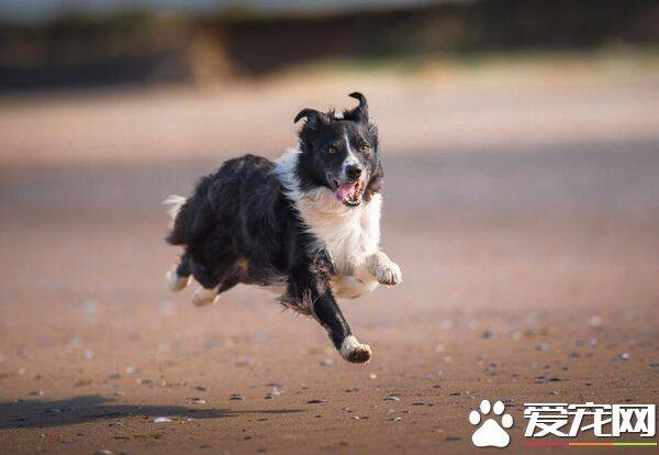 边境牧羊犬好养吗 详解养边牧需要注意的几点