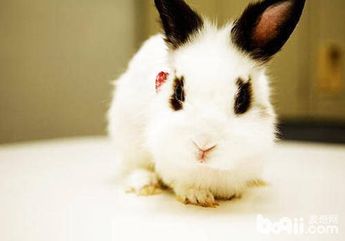 如何让兔子少发病