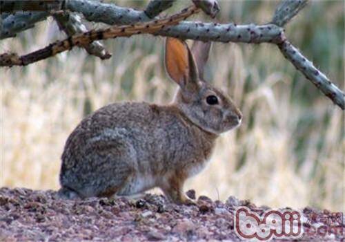 沙漠棉尾兔的形态特征