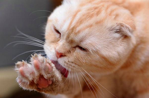 猫胃炎吃什么食物