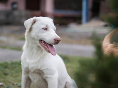 白化犬是什么样子的？ 下面几个关于白化犬的有趣事实