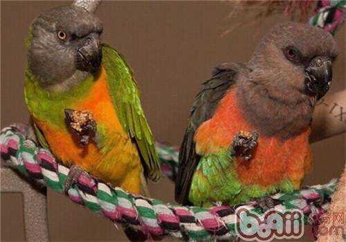 红腹鹦鹉的品种简介