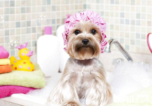 狗狗洗澡用什么工具