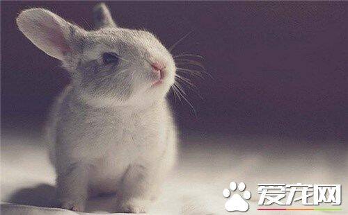 兔子是什么科动物 兔是哺乳类兔形目兔科下属