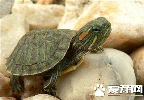 养龟的风水禁忌 养龟可以改善家居风水