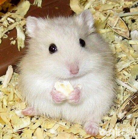 仓鼠夏天应该用什么垫料