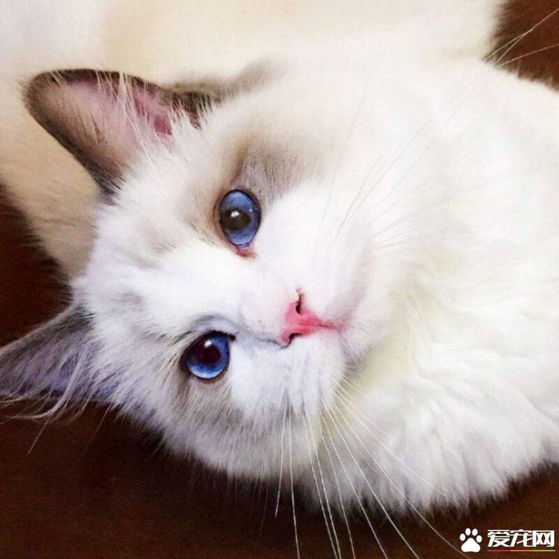 蓝眼普通布偶猫多少钱一只 蓝眼布偶猫怎么养