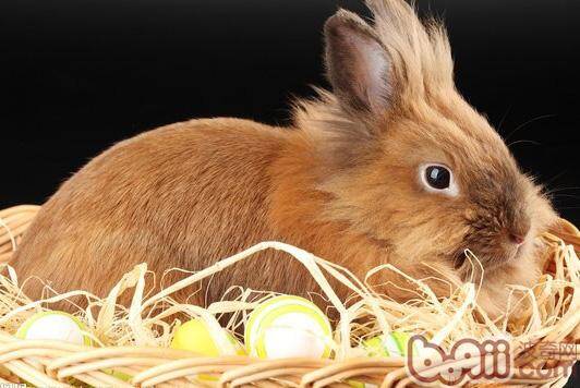 为兔兔选择环保健康的玩具
