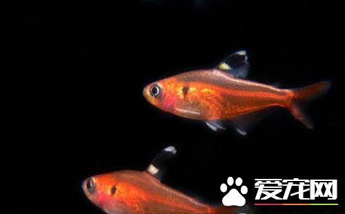 红裙鱼的繁殖 红裙鱼繁殖最适宜水温26℃