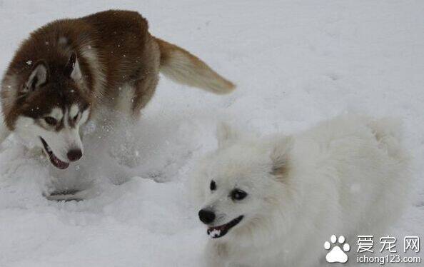 爱斯基摩犬的特点 人类的得力助手