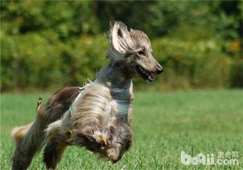 阿富汗猎犬外耳炎的症状