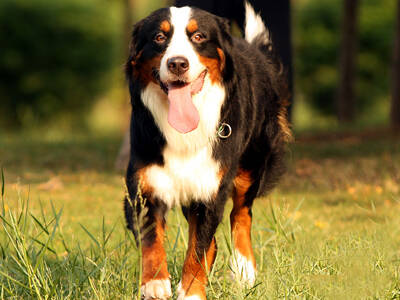 伯恩山犬的训练方法-  如何护理伯恩山犬的牙齿