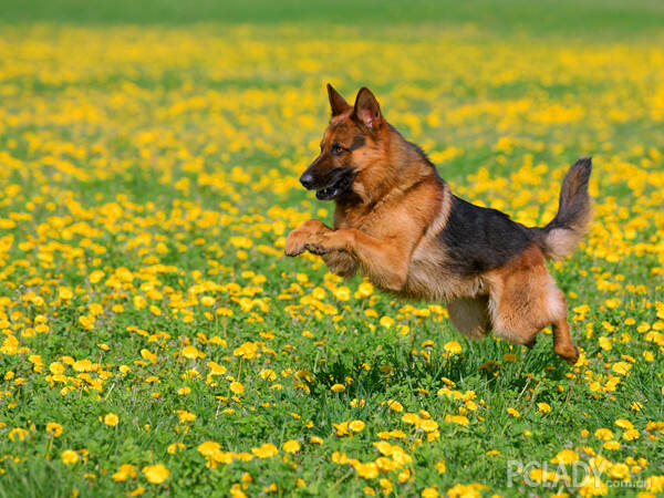 在狗狗训练中口令和手势使用的要点,用后爪走路
