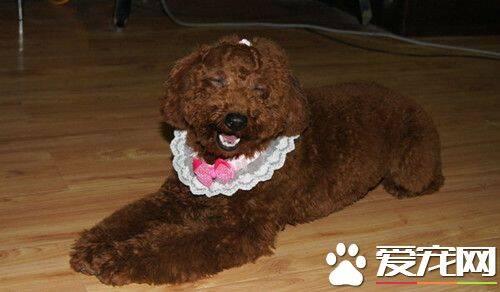 棕色卷毛比熊犬吃什么 应配肉类150-180克