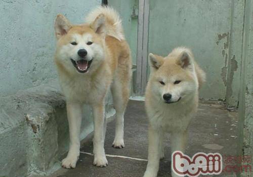 秋田犬流产的原因分析