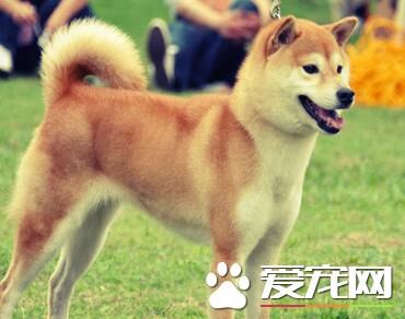 日本秋田犬和柴犬的区别 柴犬的尾巴相对比较短