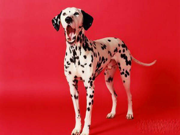 如何打破狗狗固定的散步时间,短毛犬