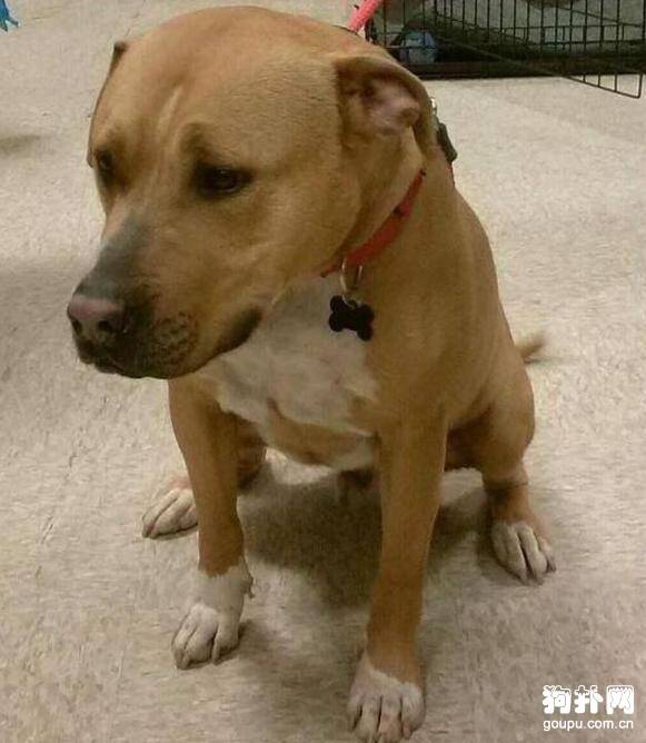 狗狗没有毛病却数年无人认养，内心无比沮丧