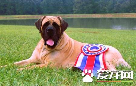 马士提夫犬和大丹犬相同吗 是两种不同的品种