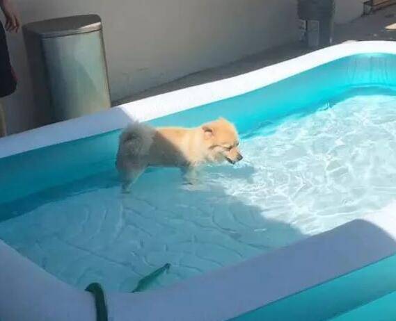 狗子进泳池喝水，主人：我是让你去游泳的!