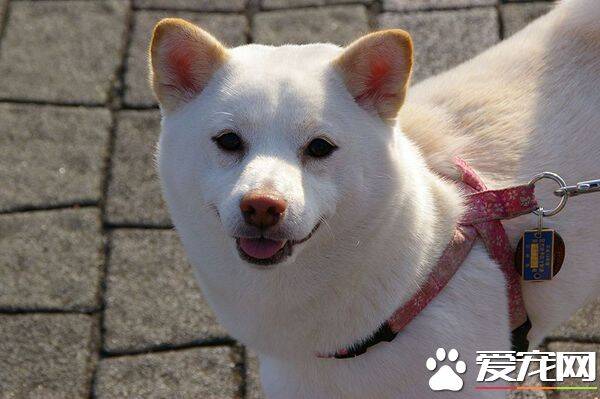 白柴犬鼻子会变粉色吗 什么原因会造成白柴犬鼻子变粉色