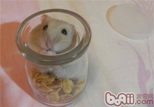 奶茶仓鼠的品种简介
