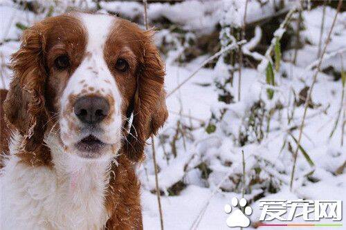 史宾格犬怕热吗 史宾格犬是极度怕热的狗