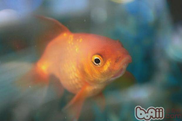 解开金鱼睡觉的秘密