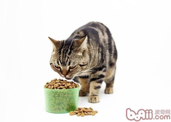 对猫咪有益的食品有哪些