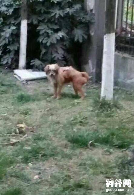 居然对流浪狗做出这种事儿，真不是人!