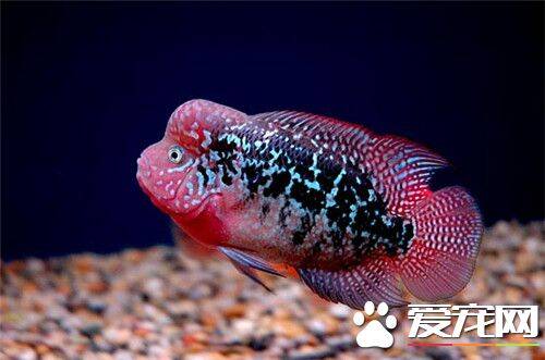 热带鱼多长时间喂一次 每天需要投饵2到3次