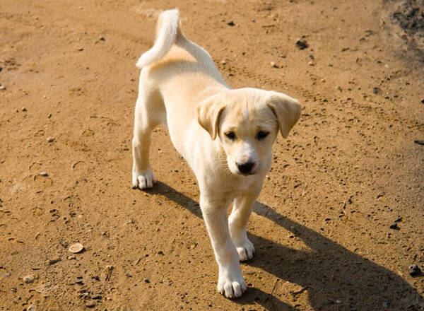 土狗幼犬特征