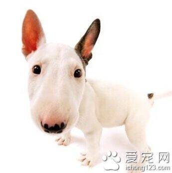 牛头梗智商 天资聪颖是比较聪明的梗犬