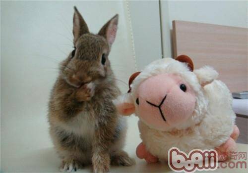 小兔子为啥会那么臭？