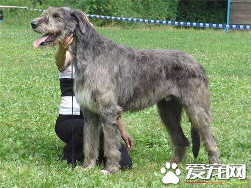 爱尔兰猎狼犬掉毛程度 掉毛情况不严重