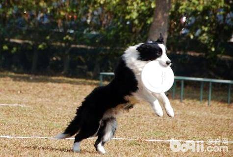 怎么训练狗狗接飞盘？训练狗狗接飞盘