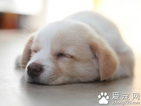狗狗一天睡几小时 分为浅睡和熟睡