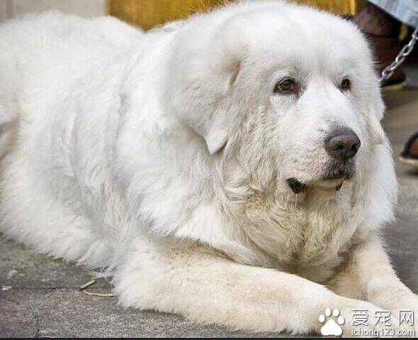 大白熊犬能长多大 英勇聪明的大型犬