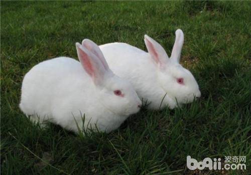 秋季饲养家兔的两个要点