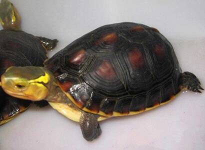 黄缘闭壳龟吃什么 以动物性饵料为主