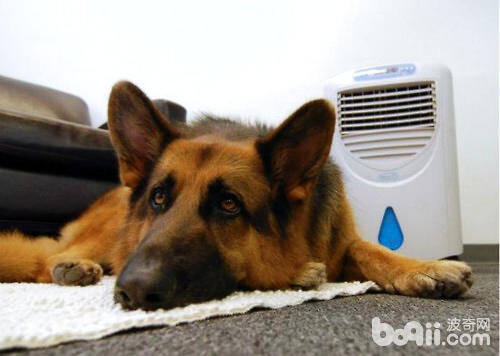 狗狗也会得“空调病”