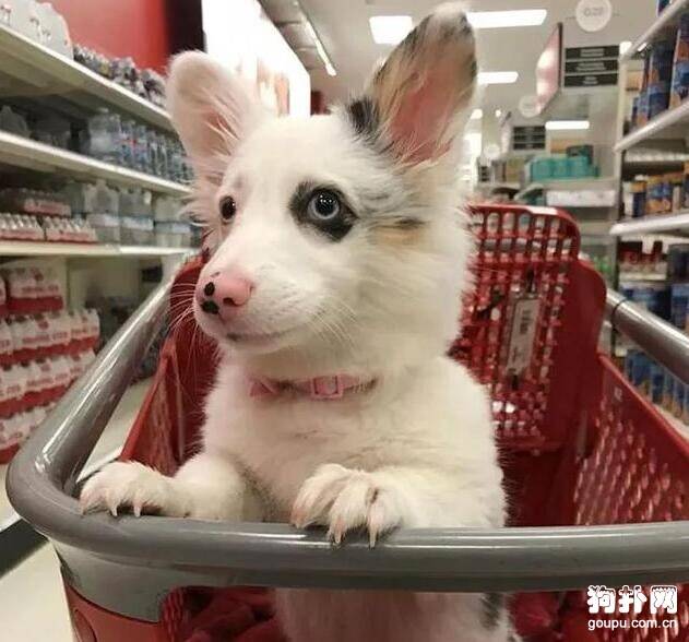 第一次带狗狗逛超市，它开心得像个孩子，笑容太有感染力了
