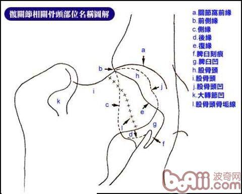 狗狗的前腿关节容易忽视问题