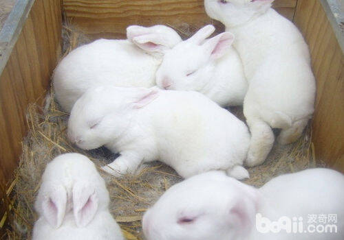 不良环境和粉尘对家兔有什么伤害