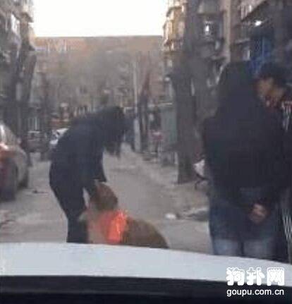 妹子居然找到了失踪五年的爱犬，真是奇迹呀！