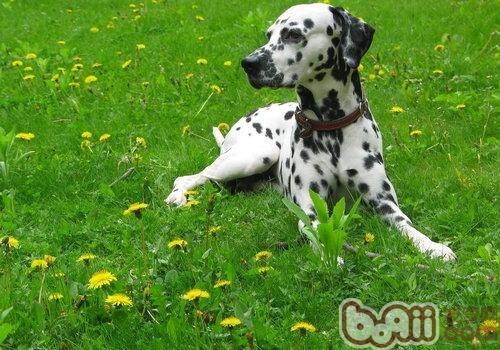 狗狗皮肤病检查前的注意事项