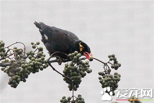 鹩哥多长时间会说话 宜为1岁以下的幼鸟