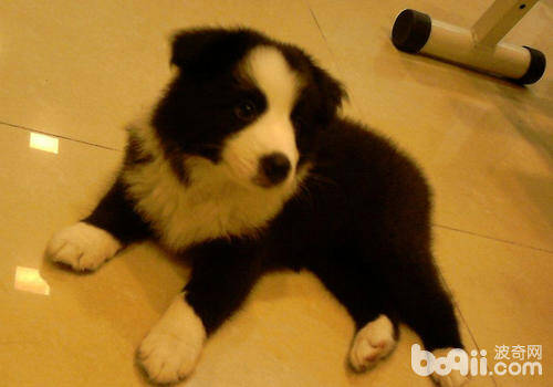 狗狗尿频及尿液颜色异常是为什么