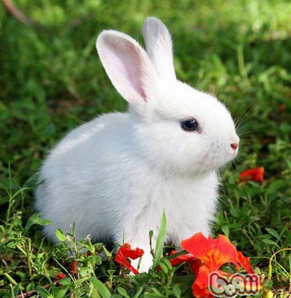 宠物兔安全度夏五大招