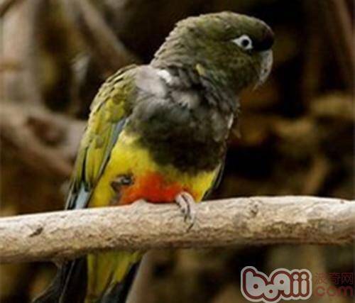 巴塔哥尼亚锥尾鹦鹉的环境要求